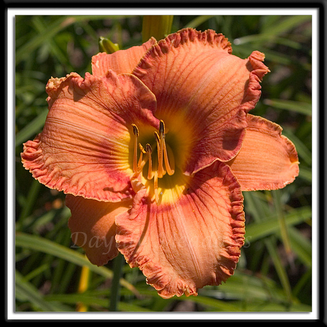 Daylily Mighty Marigold Alternate Image